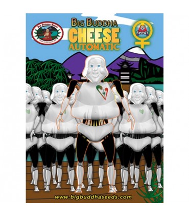 Auto Big Buddha Cheese 10 u. fem. Big Buddha Seeds