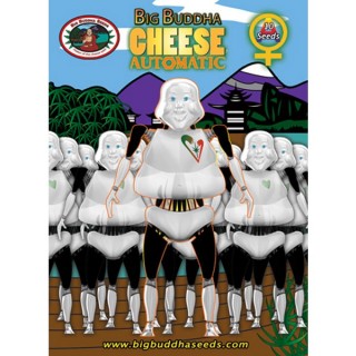 Auto Big Buddha Cheese fem. Big Buddha Seeds