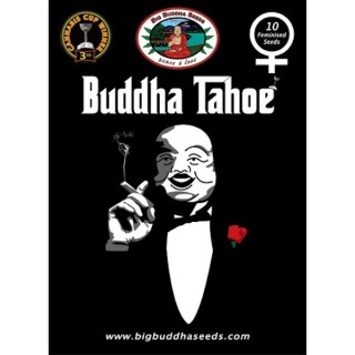 Buddha Tahoe fem. Big Buddha Seeds