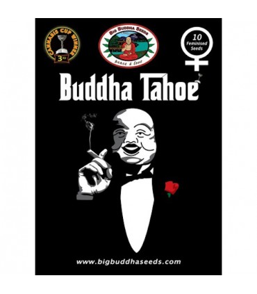 Buddha Tahoe fem. Big Buddha Seeds