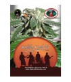 Buddha Kush Og fem. Big Buddha Seeds