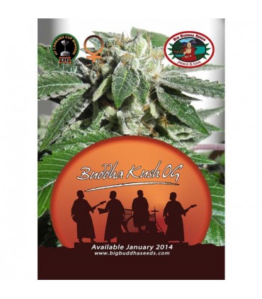 Buddha Kush Og 10 u. fem. Big Buddha Seeds