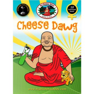 Cheese Dawg fem. Big Buddha Seeds