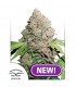 Auto CBD Charlotte´s Angel fem. Dutch Passion