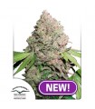 Auto CBD Charlotte´s Angel fem. Dutch Passion