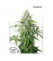 Auto Cinderella Jack fem. Dutch Passion