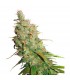 Auto Desfran fem. Dutch Passion