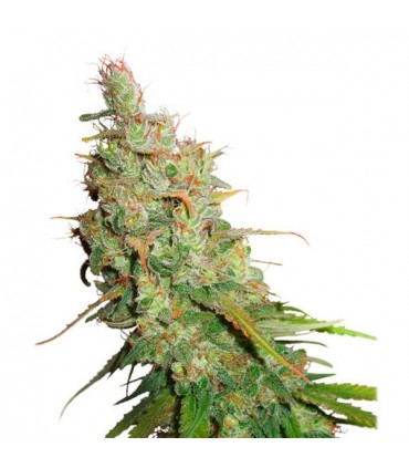 Auto Desfran fem. Dutch Passion