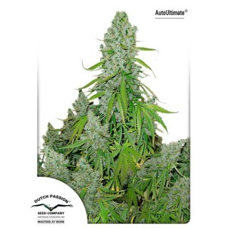 Auto Ultimate fem. Dutch Passion