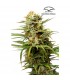 Auto White Widow fem. Dutch Passion