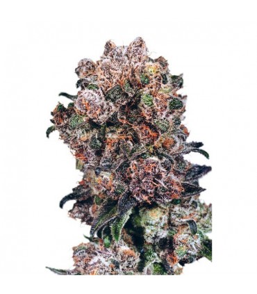 Blueberry fem. Dutch Passion