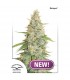 Meringue fem. Dutch Passion