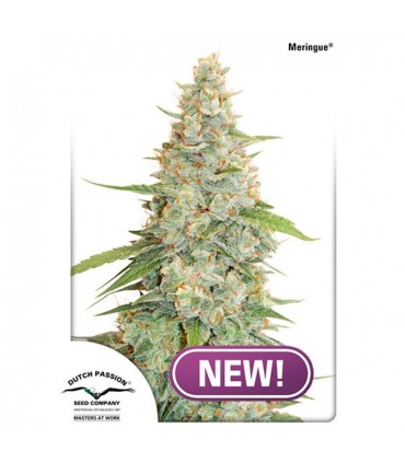 Meringue fem. Dutch Passion