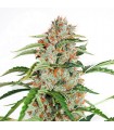 Auto Orange Bud fem. Dutch Passion