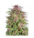 Frisian Dew fem. Dutch Passion