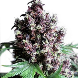 Frisian Duck fem. Dutch Passion