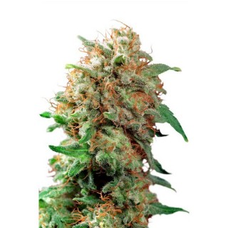 Mazar fem. Dutch Passion