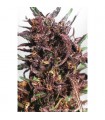 Purple N1 - fem. Dutch Passion