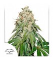 Banana Blaze fem. Dutch Passion