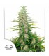C- Vibez   5 u. fem. Dutch Passion