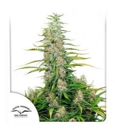 C- Vibez   5 u. fem. Dutch Passion