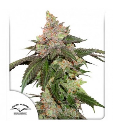 Kerosene Krash 10 u. fem. Dutch Passion