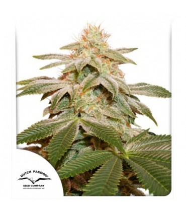 Sugar Bomb Punch   3 u. fem. Dutch Passion