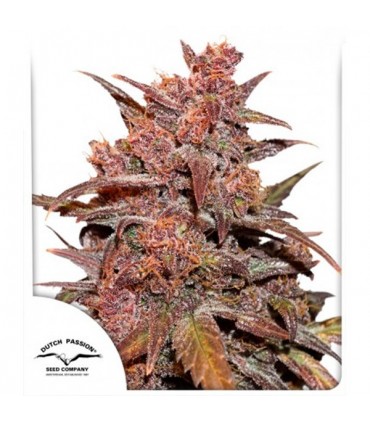 Auto CBD Blackberry Kush   7 u. fem. Dutch Passion