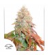 Auto Banana Blaze   3 u. fem. Dutch Passion