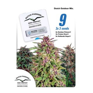 Dutch Outdoor Mix 9 u. fem. Dutch Passion