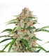 Auto Orange Bud 7 u. fem. Dutch Passion