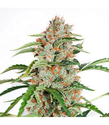 Auto Orange Bud 7 u. fem. Dutch Passion