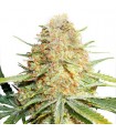 Lemon Zkittle fem. Dutch Passion