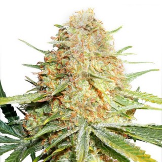 Lemon Zkittle  10 u. fem. Dutch Passion
