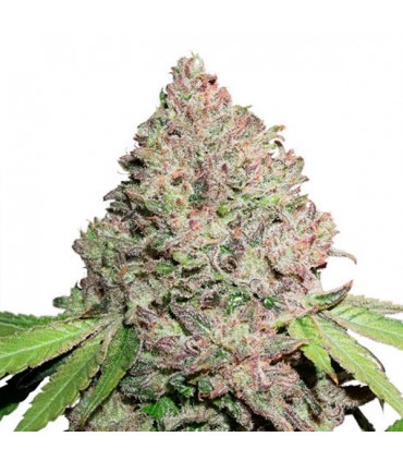 CBD Charlottes Angel   3 u. fem. Dutch Passion