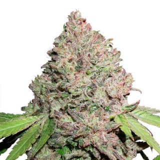 CBD Charlottes Angel   5 u. fem. Dutch Passion