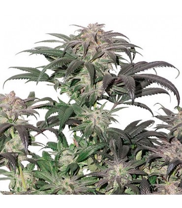Bubba Island Kush   5 u. fem. Dutch Passion