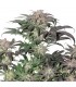 Bubba Island Kush  10 u. fem. Dutch Passion