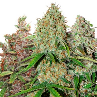 USA Autoflower Mix 9 u. fem. Dutch Passion
