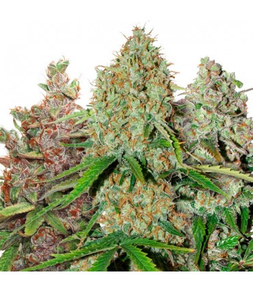USA Autoflower Mix 9 u. fem. Dutch Passion
