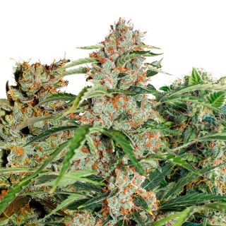 Fruity Autoflower Mix 9 u. fem. Dutch Passion