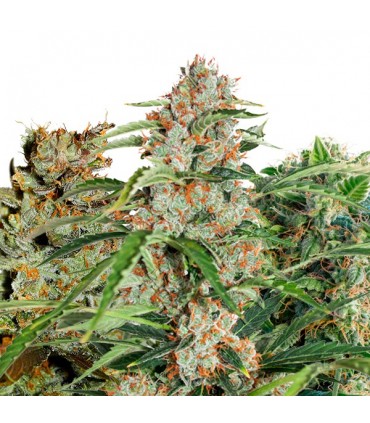 Fruity Autoflower Mix 9 u. fem. Dutch Passion