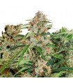 Fruity Autoflower Mix 9 u. fem. Dutch Passion