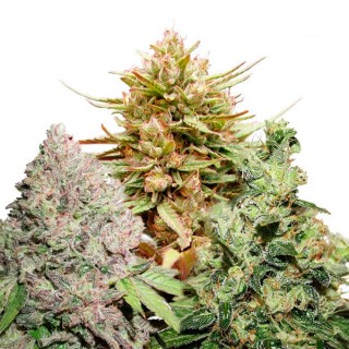 CBD Mix 9 u. fem. Dutch Passion