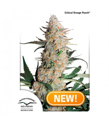 Critical Orange Punch 10 u. fem. Dutch Passion