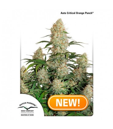 Auto Critical Orange Punch 3 u. fem. Dutch Passion