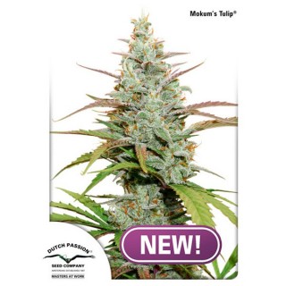Mokum´s Tulip fem. Dutch Passion