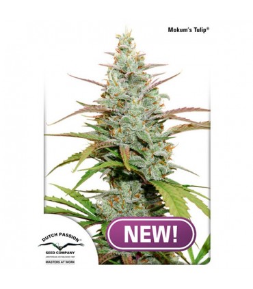 Mokum´s Tulip  5 u. fem. Dutch Passion