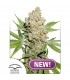 Auto Lemon Zkittle 7 u. fem. Dutch Passion