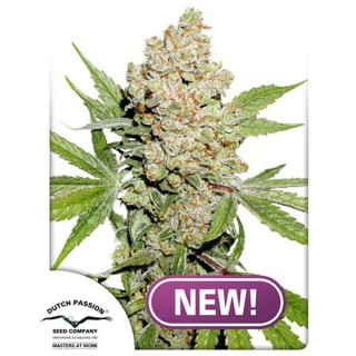 Auto Lemon Zkittle 7 u. fem. Dutch Passion